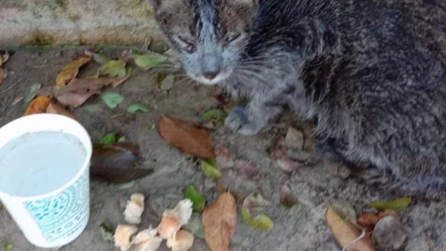 Котёнка морили голодом ,и хотели его смерти он выжил не смотря на все это смотреть онлайн