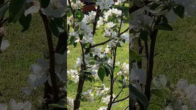 Строительные Легенды