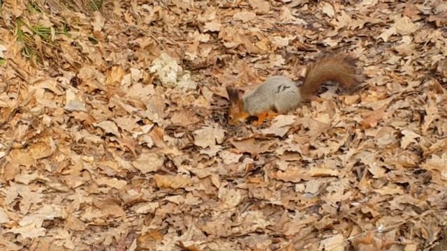 Белочка в Воронцовском парке смотреть онлайн