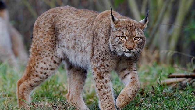 Огромная рысь спасла старого охотника, вытащив его из тайги...Реальные истории про животных. смотреть онлайн