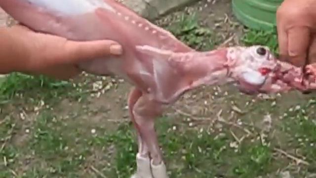 Полная разделка кролика смотреть онлайн