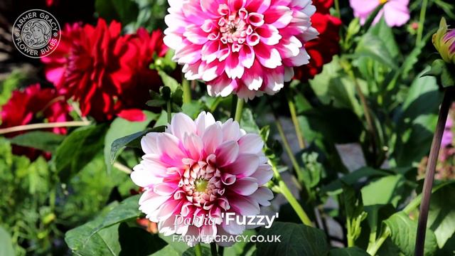 Dahlia 'Fuzzy' - FarmerGracy.co.uk смотреть онлайн