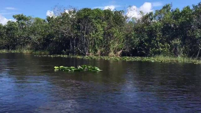 Everglades National Park Airboat Tour Miami Florida смотреть онлайн