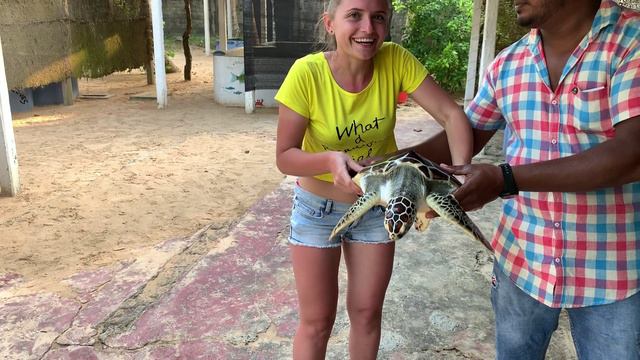 Черепашья ферма