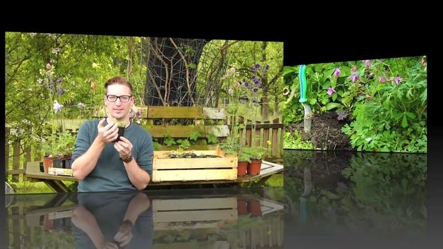 Akeleien vermehren, Aussaat Tipps für Aquilegia vulgaris, chryantha, Barlow - How to grow columbine смотреть онлайн