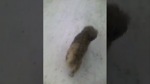 бездомные собаки смотреть онлайн