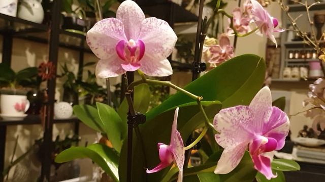 ОПЯТЬ О ВРЕДИТЕЛЯХ, как же их много... смотреть онлайн