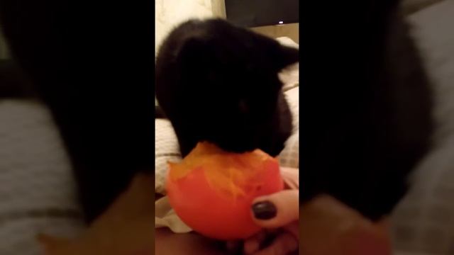 Кошка ест хурму смотреть онлайн