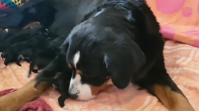 The Best Berneece mountain dog ! Щенки Бернского Зенненхунда 16.01.21 Dinar & Fraxa смотреть онлайн