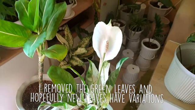 How to get variation on Peace Lily смотреть онлайн