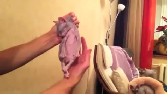 Котэ засыпает, когда его берут за шкирку смотреть онлайн