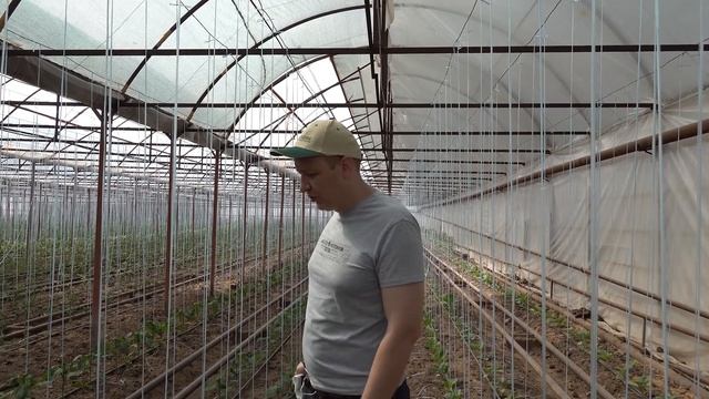 МОВЕНТО ЭНЕРДЖИ обеспечит надежную защиту Ваших растений. Белокрылка, тля, трипс смотреть онлайн