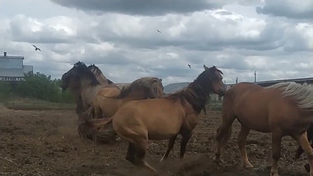Жеребцы-производители башкирской породы, Уфимский конный завод 119. смотреть онлайн