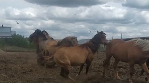 Жеребцы-производители башкирской породы, Уфимский конный завод 119.