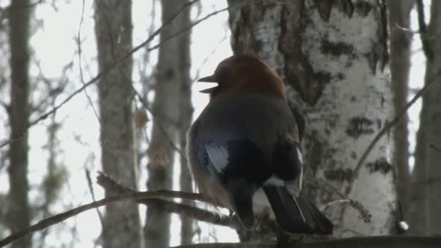 Как поет сойка