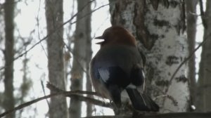 Как поет сойка