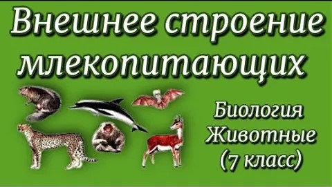 Внешнее строение млекопитающих Биология 7 класс. смотреть онлайн