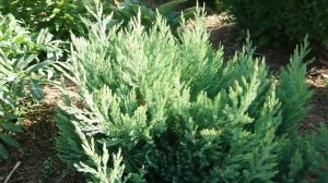 Голубые можжевельники. 5 сортов неприхотливых горизонтальных можжевельников для небольшого участка.