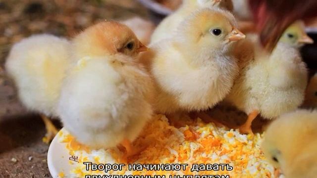 Чем кормить месячных цыплят смотреть онлайн