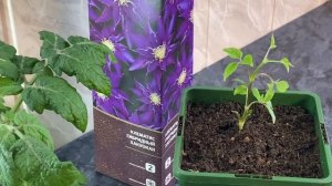 ОБЯЗАТЕЛЬНО СДЕЛАЙТЕ ЭТО ПОСЛЕ ПОКУПКИ КЛЕМАТИСА . КАК СОХРАНИТЬ. ПРАВИЛЬНАЯ ПОСАДКА .ВСЁ о ПРИЩИПК