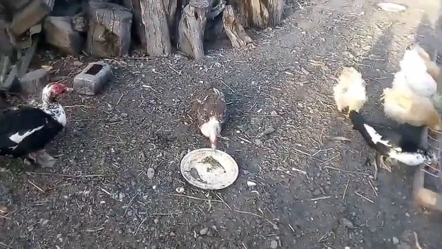 Индоутки не хотят садиться на яйца (не утиный год) смотреть онлайн