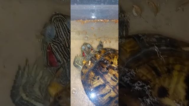 Черепаха вытирает рот . смотреть онлайн