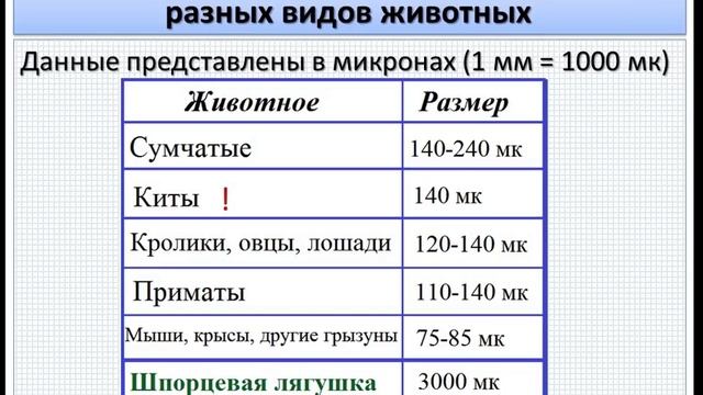 Эмбриология млекопитающих и человека. Ч.1. Классификация яйцеклеток и зигот. смотреть онлайн