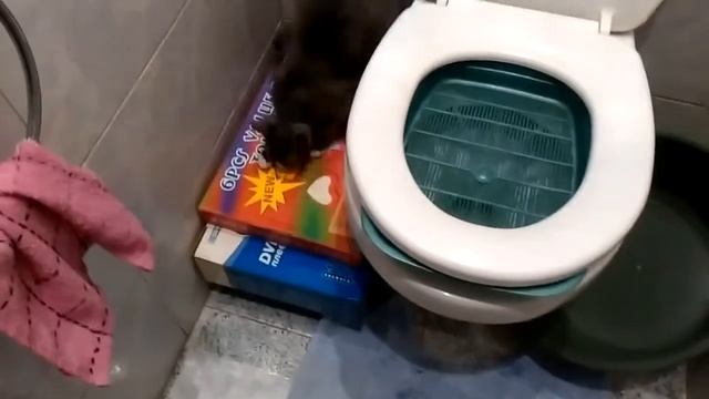Как приучить кота ходить на унитаз. смотреть онлайн