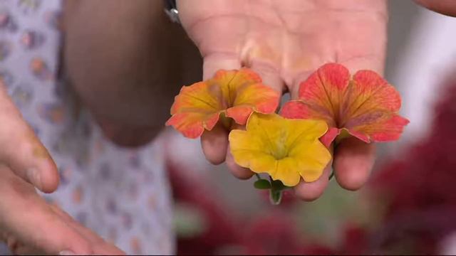 Cottage Farms 4-piece Indian Summer Multi-Colored Petunia Plants on QVC смотреть онлайн