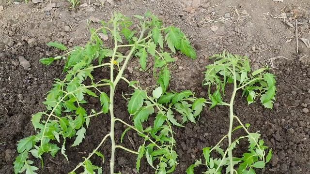 Высаживаю томаты в теплицу. Мощная корневая. Нюансы посадки смотреть онлайн