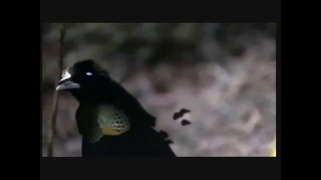 AMAZING DUBSTEP BIRDS OF PARADISE[HD720] NOISIA - ALPHA CENTUARI(EXCISION & DATSIK DUBSTEPREMIX) смотреть онлайн