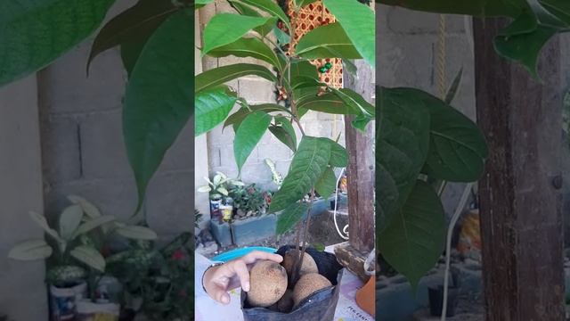 The History of Tabon-Tabon смотреть онлайн