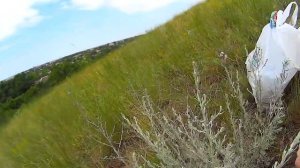 Холмы. Полынь и блохи. КАК ИЗБАВИТЬСЯ ОТ БЛОХ