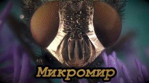 Удивительный микромир