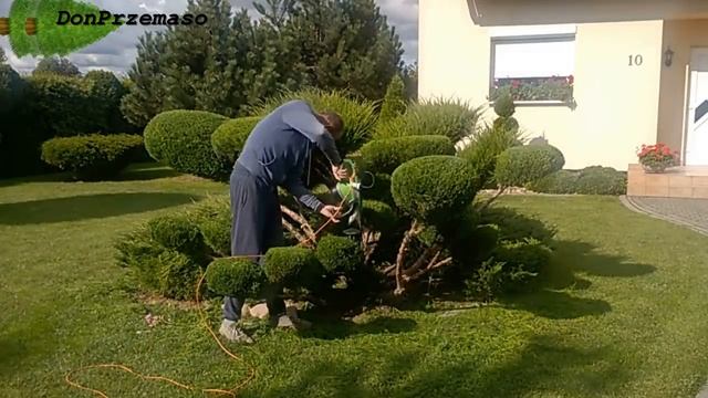 Pruning Juniperus Sabina into clouds.Juniperus Sabina trimming.Cięcie jałowca sabińskiego. смотреть онлайн