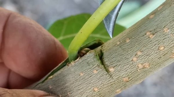 grafting a tree with one eye Прививка Почкой летом  bud graft
