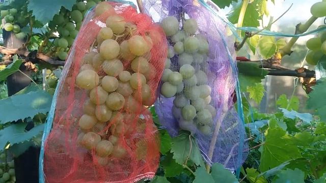 Калининградский виноград. Белое Чудо. смотреть онлайн