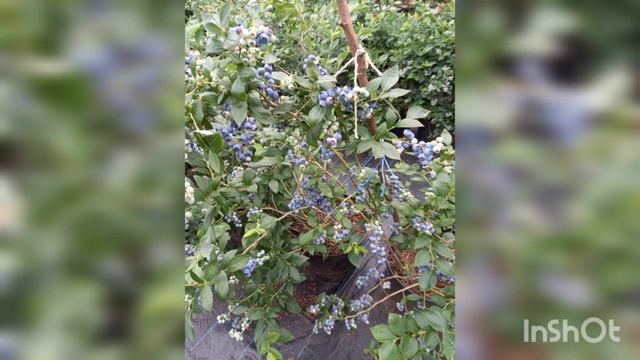 Мастерство Гастронома