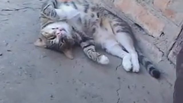 Молочные реки и колбасные берега!!!.3gp смотреть онлайн