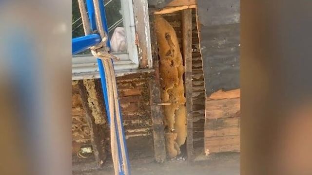 Пара купила дом, но в нем уже поселилось 450 тысяч пчёл! смотреть онлайн