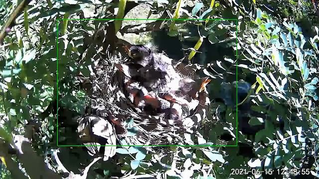 2021 June 15 Mama robin docks beak between her wings on a chilly Tuesday morning смотреть онлайн