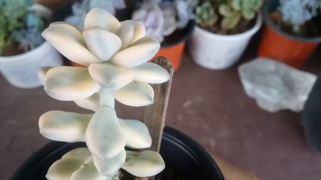 || XGRAPTOVERIA 'VICTOR KANE' VARIEGATED || смотреть онлайн