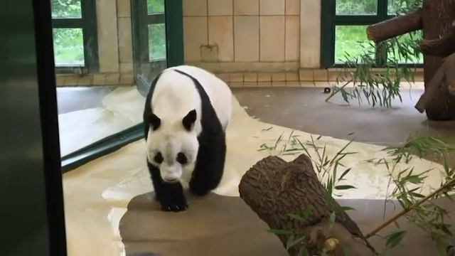 China entrega un panda gigante de 19 años al zoológico de Schoenbrunn en Viena смотреть онлайн