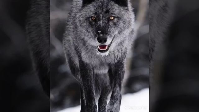 Картинки волков под песню "я чувствую монстра" смотреть онлайн