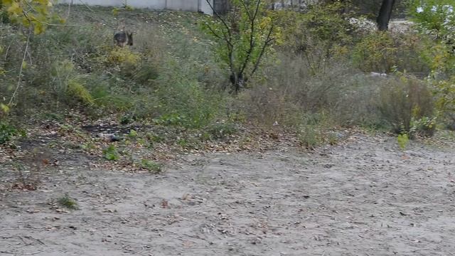 Разминка собак перед соревнованием. смотреть онлайн
