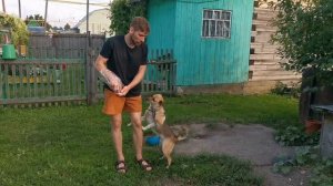 Дрессировка взрослой собаки с нуля #3