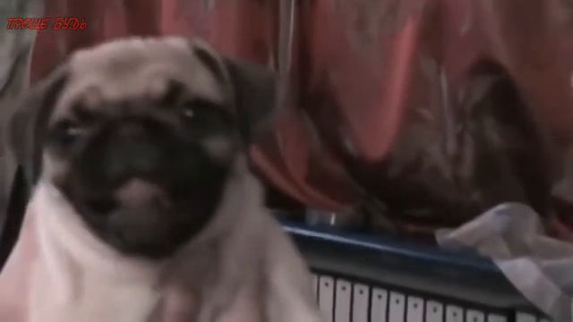 Мопсы Приколы с мопсами Смешные мопсы Pugs Fun with pugs Funny Pugs 1 смотреть онлайн