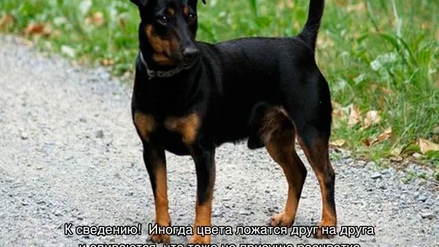 Джек-рассел-терьер: черный, белый, коричневый, трехцветный и другие окрасы смотреть онлайн