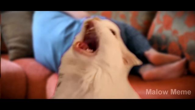 Astronomia - Coffin Dance Meme - Cat Cover смотреть онлайн