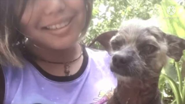 Удивительное превращение бездомного чесоточного замoрыша в очаровательного пёсика смотреть онлайн